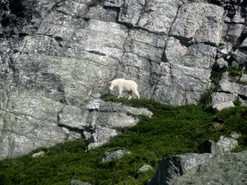 64-mountain  Goat.jpg